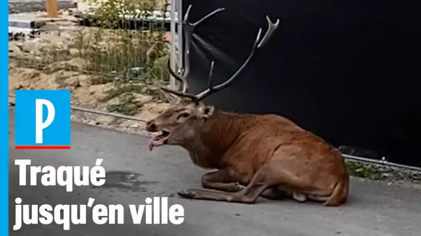 Un cerf poursuivi par une chasse à courre se réfugie à Compiègne