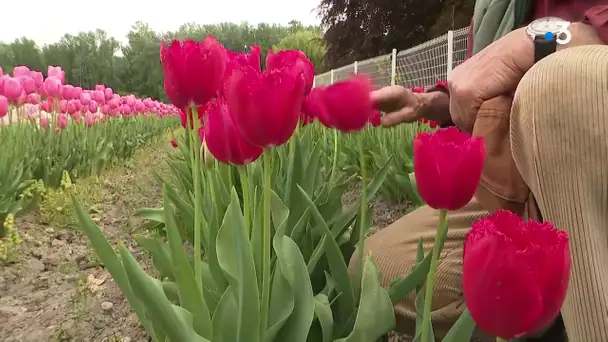 Isère : les dons peinent à décoller sur la cagnotte de l'opération 100 000 tulipes contre le cancer