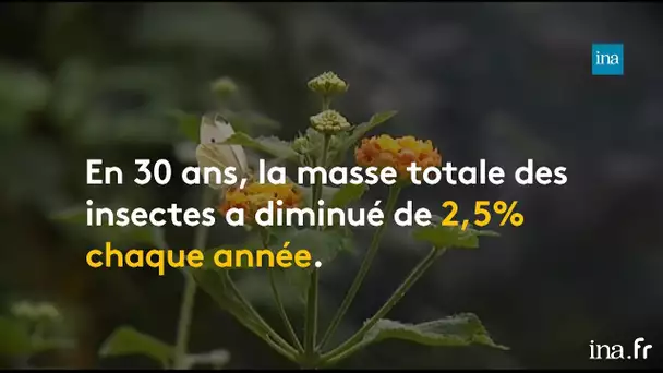 Disparition des insectes, une réalité depuis les années 70 | Franceinfo INA