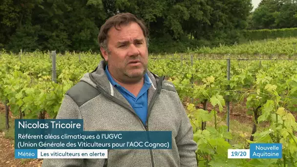 Les viticulteurs se préparent pour protéger leurs vignes des orages