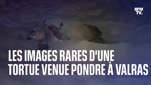 Les images rares d'une tortue caouanne venue pondre près de 100 œufs sur la plage de Valras