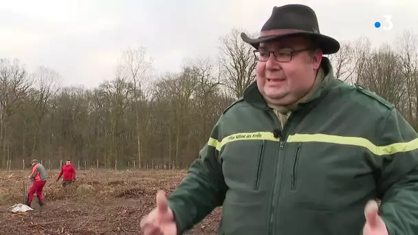 Des milliers d'arbres replantés dans la forêt de Mormal