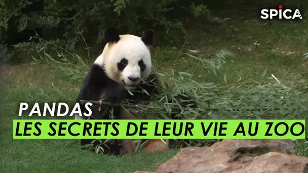 Pandas, dans les secrets de leur vie au zoo