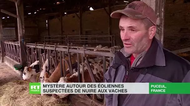 Mystérieux décès de vaches dans deux élevages situés à proximité d'un parc éolien