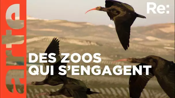 Zoos : protéger les espèces menacées ? | ARTE Regards