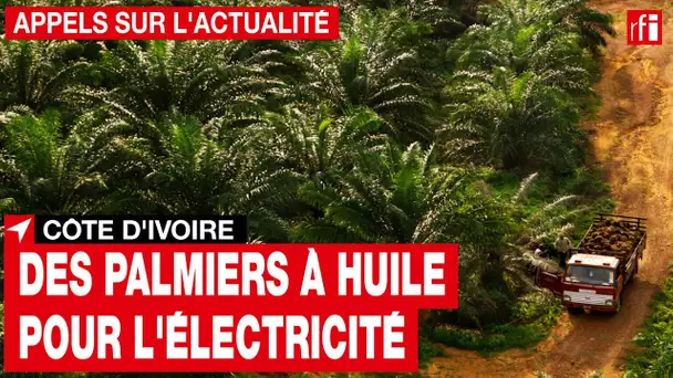 Côte d'Ivoire : de l'électricité produite grâce aux palmiers à huile • RFI