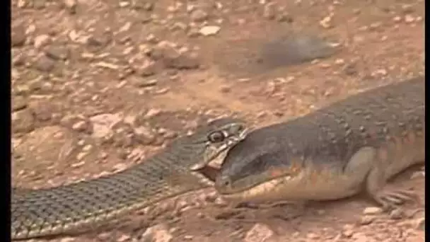 A la découverte des reptiles et des cobras