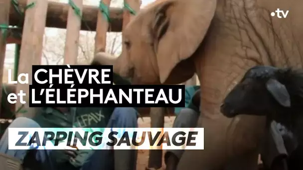 La chèvre et l'éléphanteau - ZAPPING SAUVAGE