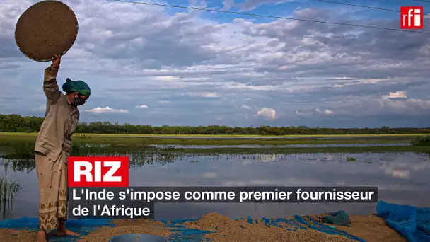 Riz : l'Inde s'impose comme premier fournisseur de l'Afrique