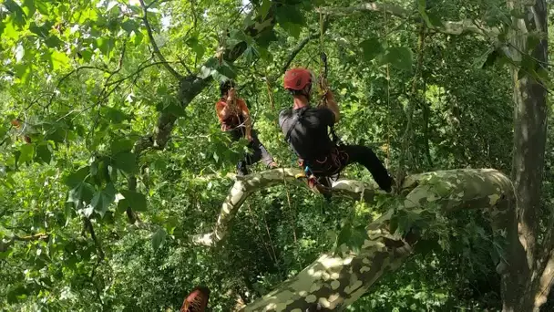 Série "Prendre l'air" : leur passion, grimper aux arbres en Charente-Maritime