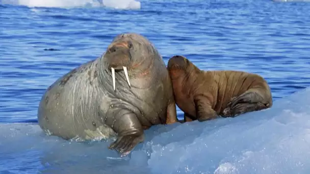 Un moment tendre entre bébé morse et sa mère - ZAPPING SAUVAGE