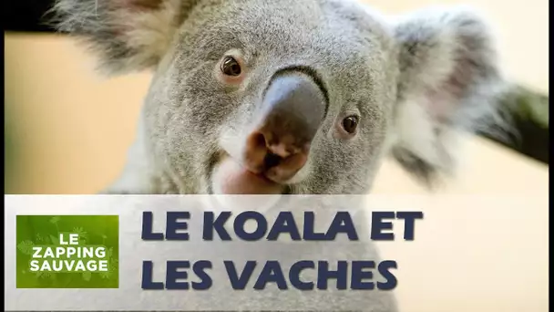 Quand un koala rencontre des vaches - ZAPPING SAUVAGE 13