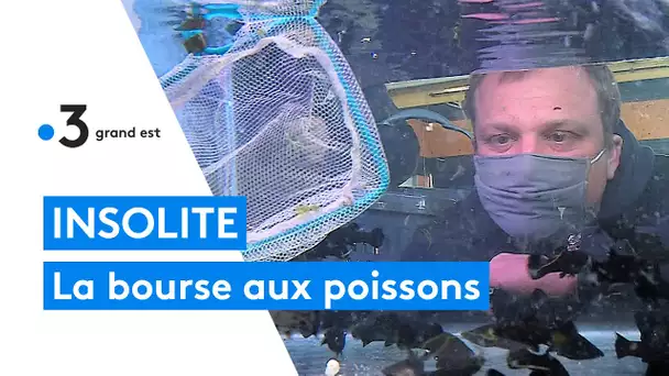Des aquariophiles viennent de toute la région pour une bourse aux poissons