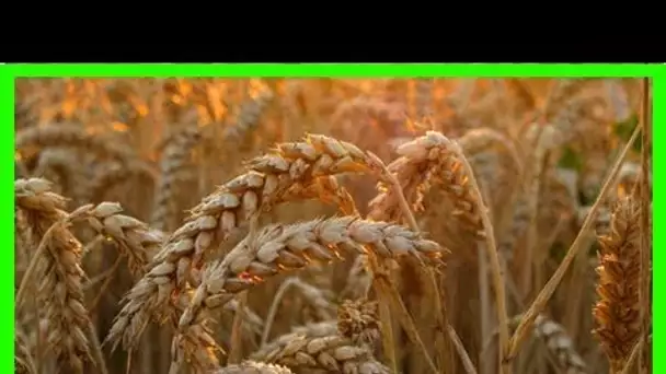 Au-delà du régime sans gluten : le rôle critique des lectines fixant la chitine dans les maladies h