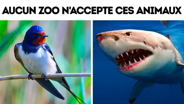 Aucun zoo n'acceptera cet animal, voici pourquoi