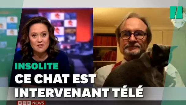 Ces chats sont des intervenants télé réguliers