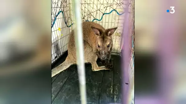 Gard : un wallaby retrouvé dans la plaine du Rhône, l'animal gambadait autour de Bagnols-sur-Cèze