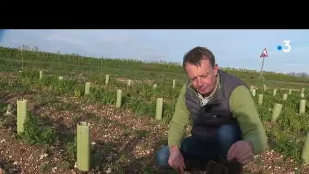 Meunier et viticulteur, il renoue avec une tradition du Moyen Âge : cultiver la vigne dans la Somme