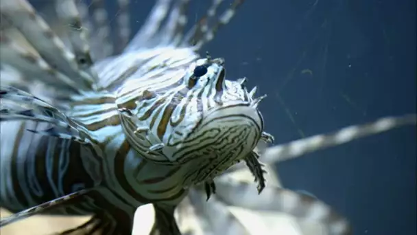 Nausica, au coeur du plus grand aquarium de France