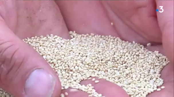 Quinoa en Pays de Loire, la graine andine devenue angevine