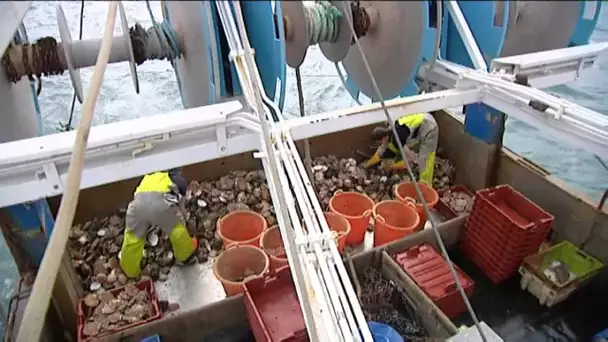 Le Havre : ruée sur la coquille St Jacques