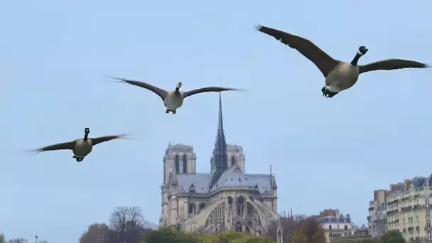 La Plus Belle Ville du monde : La vie sauvage à Paris