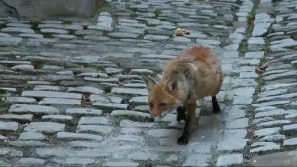 La Plus Belle Ville du monde : La vie sauvage à Paris