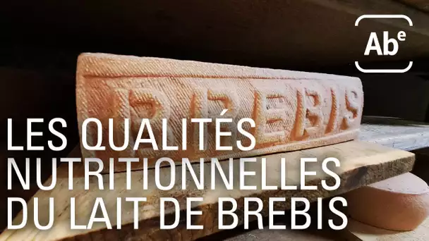 Les qualités nutritionnelles du lait de brebis