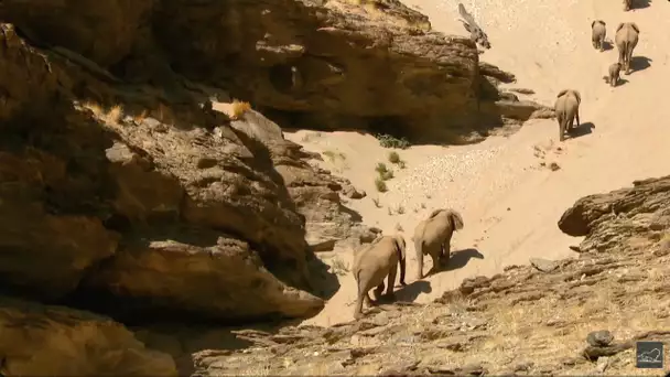 Hoanib - Les secrets des éléphants du désert