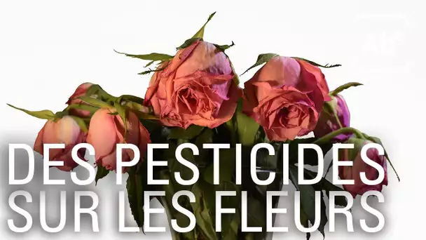 A Bon Entendeur | Fleurs mondialisées, aux senteurs de pesticides