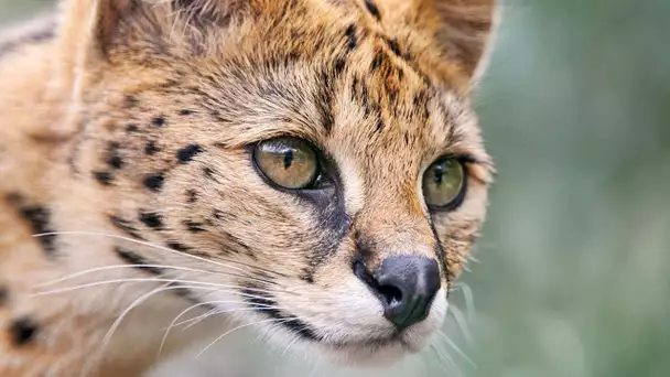 Félins : connaissez-vous le serval ? - ZAPPING SAUVAGE