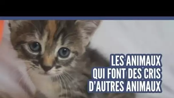 Top des animaux qui crient comme d'autres animaux (Topito TV)