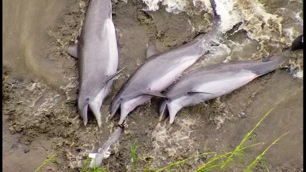 Ces dauphins se sont échoués volontairement  - ZAPPING SAUVAGE
