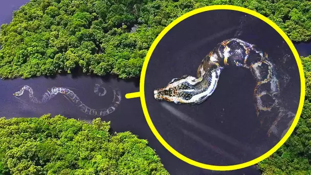 Le serpent le plus lourd du monde et 17 monstres de l’Amazonie
