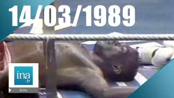 20h Antenne 2 du 14 mars 1989 | Mort du boxeur David Thio | Archive INA