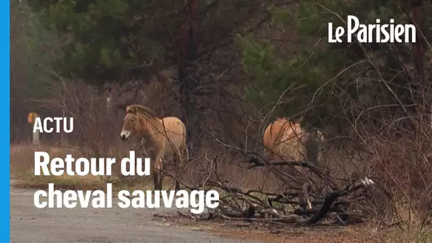 Le cheval Przewalski,  une espèce menacée qui prospère à Tchernobyl