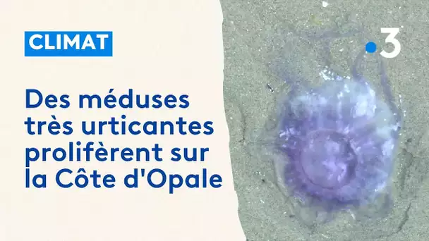 Des méduses très urticantes prolifèrent sur la Côte d'Opale