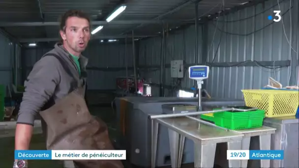 Rencontre avec un producteur de crevettes à Mornac-sur-Seudre