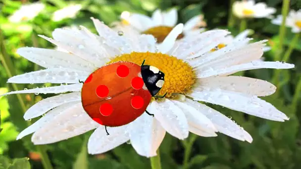 Versini - Coccinelle Demoiselle - YourKidTv