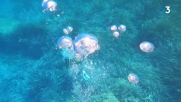 Hérault : canicule marine, la Méditerranée est une mer en surchauffe