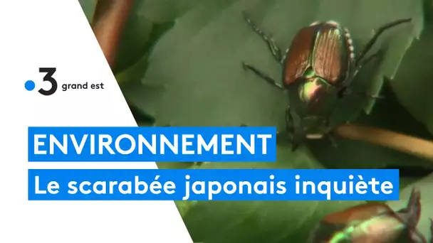 Alsace : les autorités en alerte avec la découverte d'un scarabée japonais à Bâle