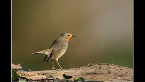 Petits passereaux en hiver - Documentaire animalier