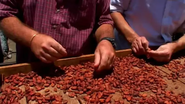 La fève de cacao, l'or de Madagascar