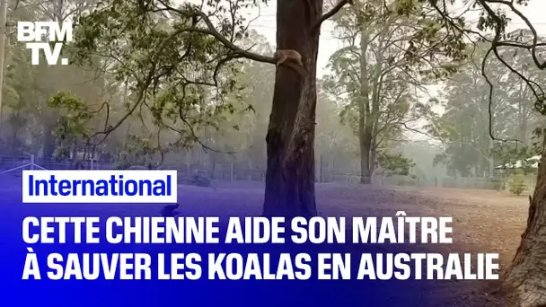 Ce chien aide son maître à sauver les koalas des incendies en Australie