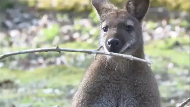 Speed dating chez les wallabies