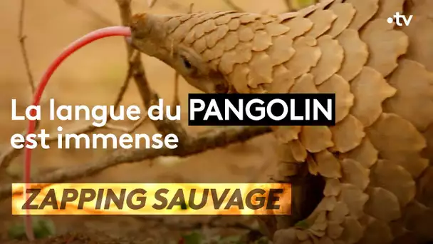 Le langue du pangolin est immense - ZAPPING SAUVAGE