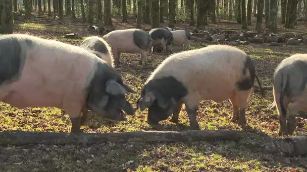 Haute-Vienne : face à la menace de peste porcine africaine, les éleveurs se préparent