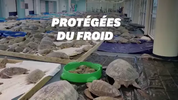 Au Texas, des milliers de tortues de mer assommées par le froid