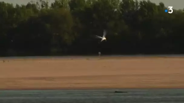 Les Sternes de la Loire sont menacées par le tourisme