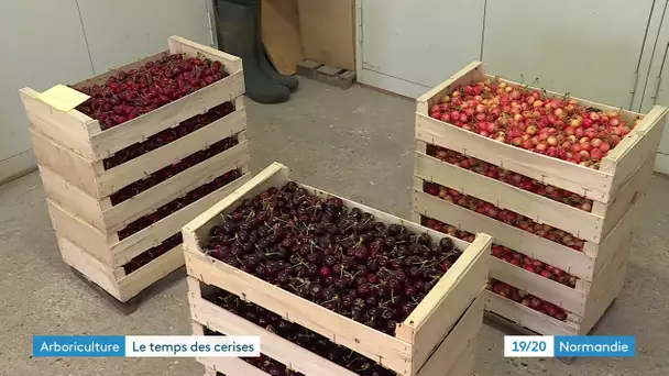 Route des fruits : le temps des cerises